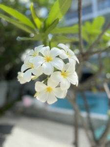 199D08C8-9A2A-4EA7-B5DB-F45258C9A04B